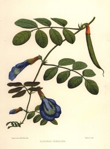 アジアのハト、蝶のエンドウまたはダーウィンのエンドウ、Clitoria ternatea 作： Unknown